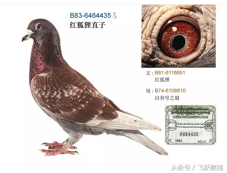 信鸽毛滴虫球虫二合一,信鸽毛滴虫病用什么药最好