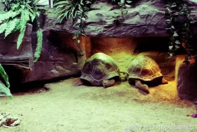 怎样玩遍毛里求斯,到了毛里求斯要怎么玩