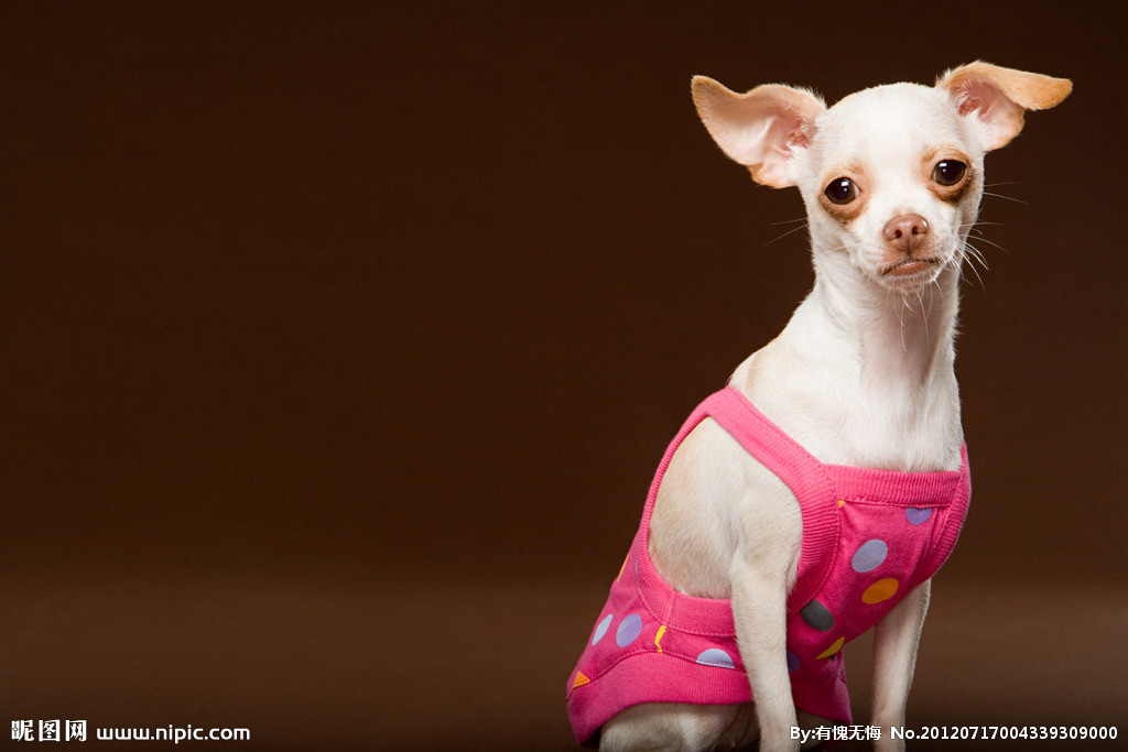 盘点全网最精的狗狗,史上最全狗狗大全