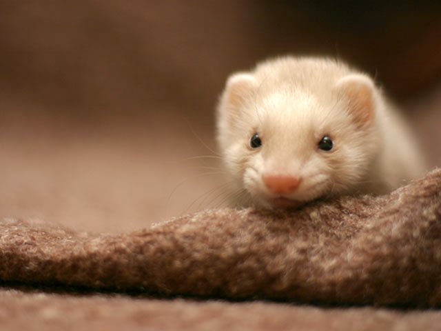 怎么让雪貂变乖,如何跟雪貂玩耍