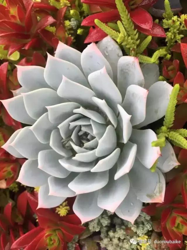 养了一年多的多肉没啥变化说说,养了几年的多肉快要全军覆没了