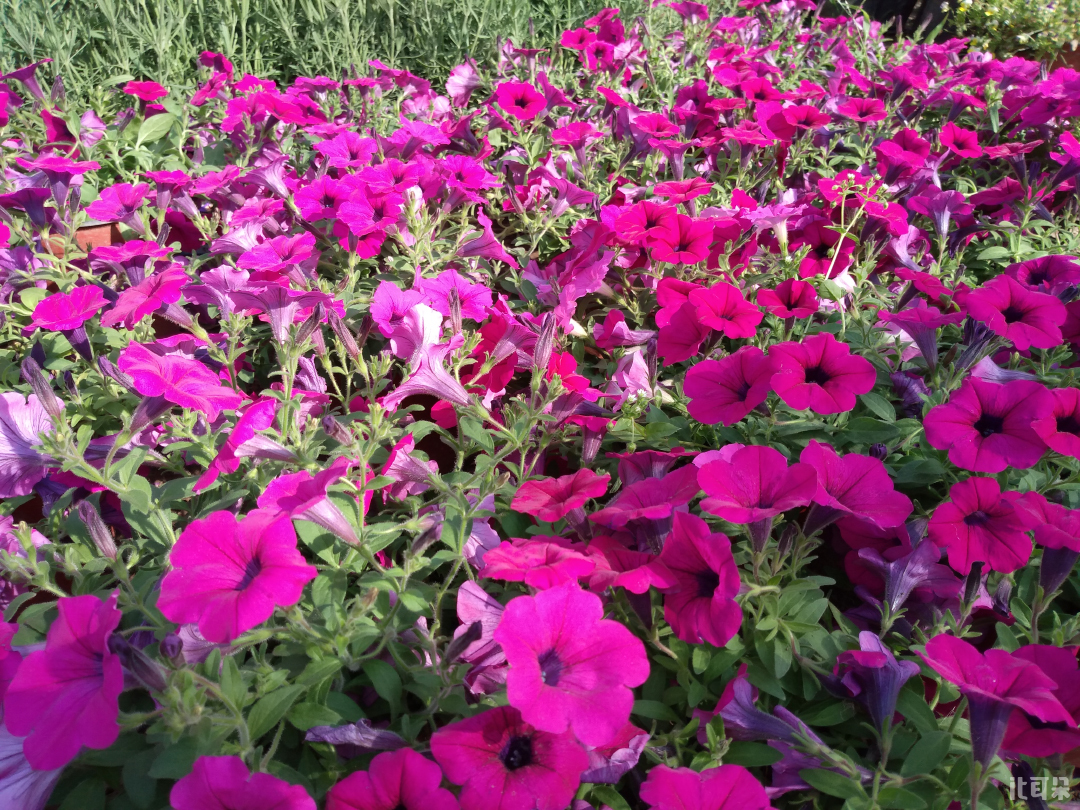 360n5s质量怎么样,双面高端玻璃