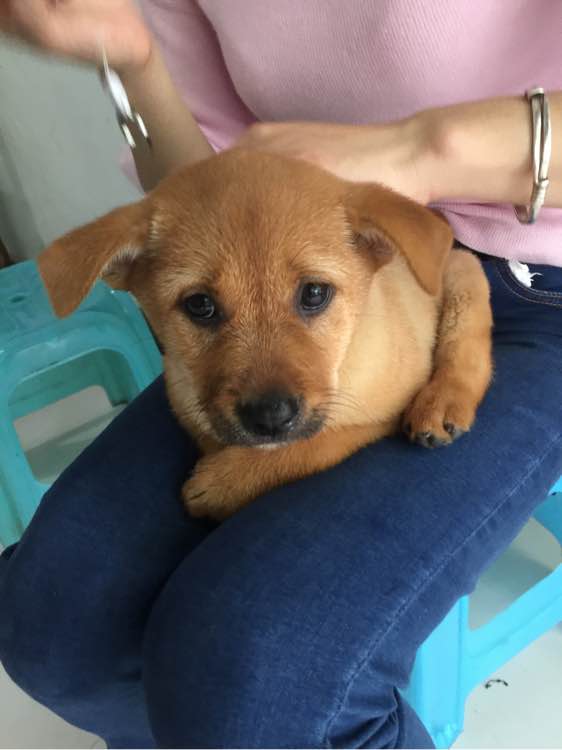 买狗花了50，打疫苗用了80，大家笑我傻，但是我却觉得值