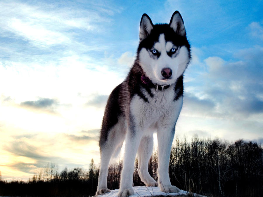 比较贵的狗狗都有哪些,各类狗狗图片品种价格