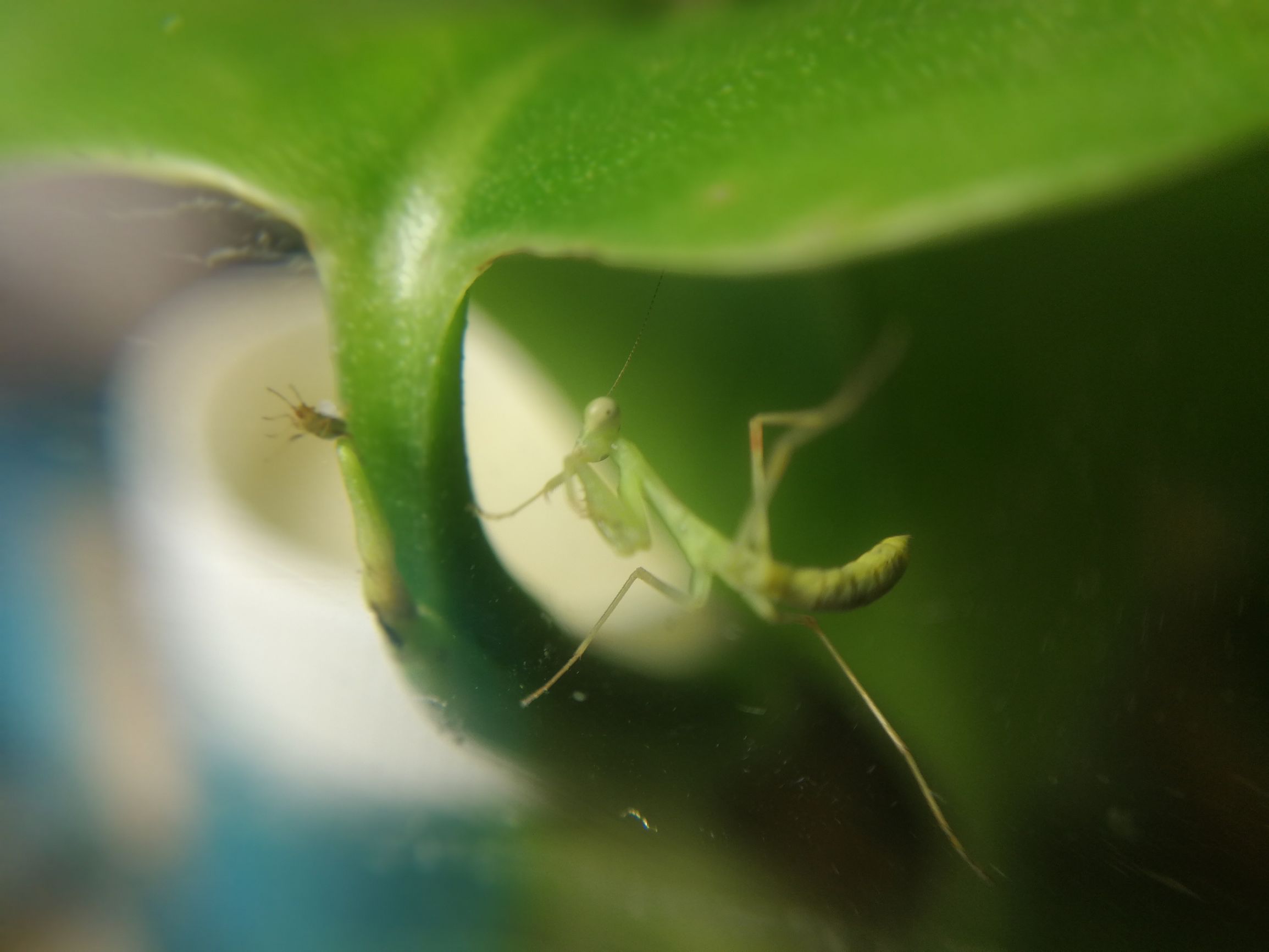 你见过迷你小螳螂吗,小螳螂吃小虫子吗