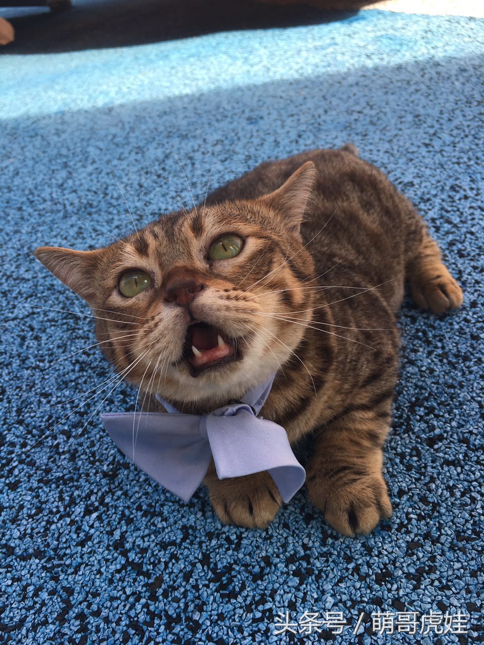 铲屎的带5只小肥猫跑步，跑了一圈回来发现喵星人居然还在原地