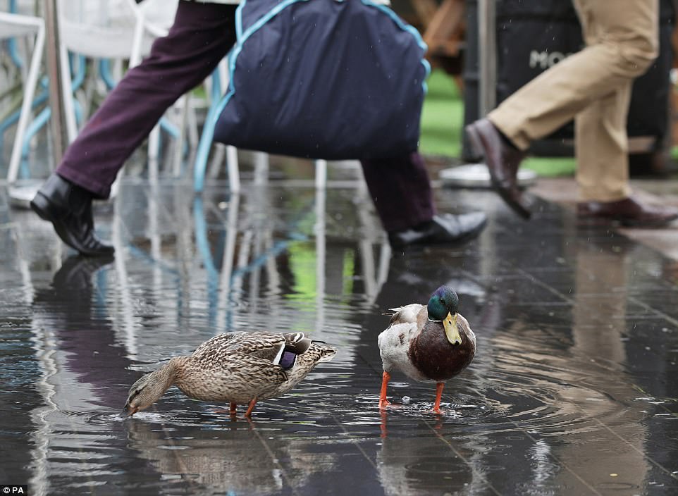 英国人的雨伞，誓死要跟最近的狂风暴雨杠上了