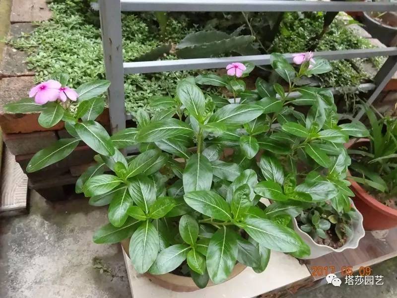 小城花事，泥土中滋生的花园梦