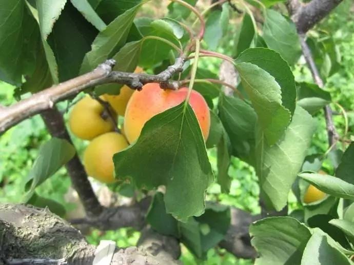 探寻山东古村落青岛8处古村落,青岛西海岸周边最美古村