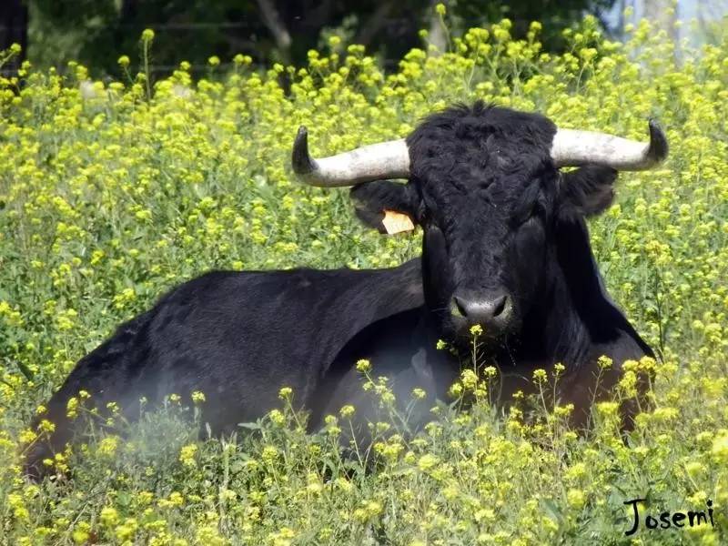 这只旷野露JJ黑牛是如何逆袭成西班牙文化符号的？认识板鸭圣斗牛