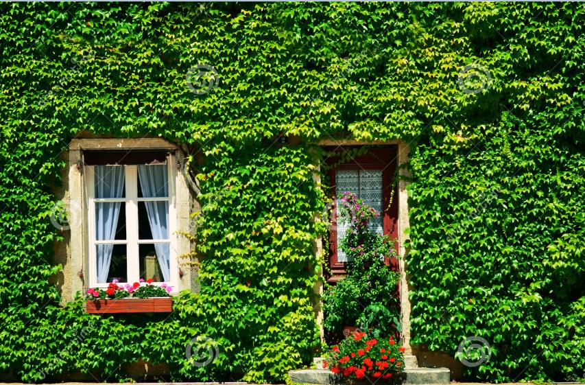 常春藤叶子发黄是怎么回事,常春藤叶子发黄是什么原因