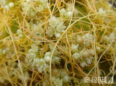 菟丝子和盐菟丝子的功效与作用,炒菟丝子和生的菟丝子功效哪个好