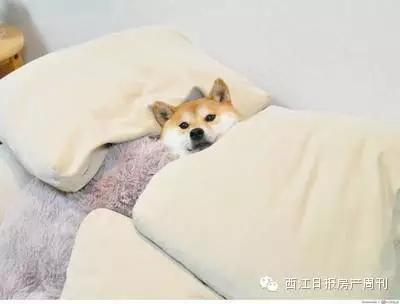 肇庆的单身狗们：恋爱不起买公寓更实际