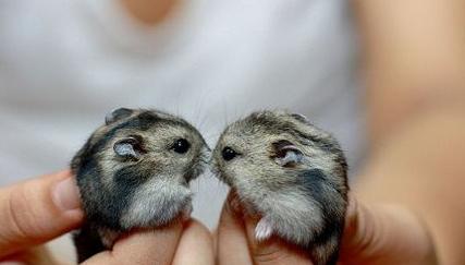 养仓鼠防止仓鼠生病,仓鼠如何护理仓鼠并让其保持健康