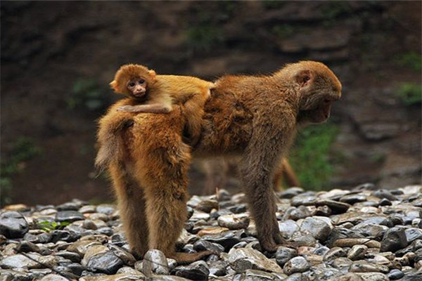 山西蟒河一游,蟒河好风光