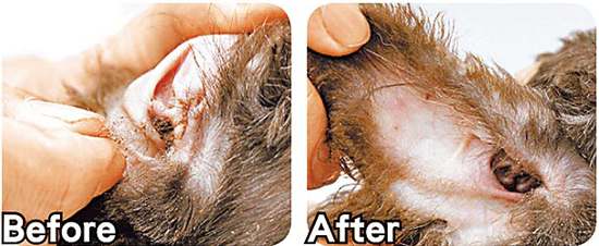 狗狗清理耳道的正确方法,怎么帮狗狗清理口腔