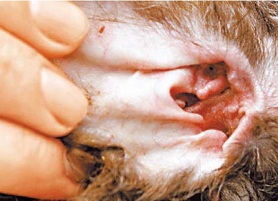 狗狗清理耳道的正确方法,怎么帮狗狗清理口腔