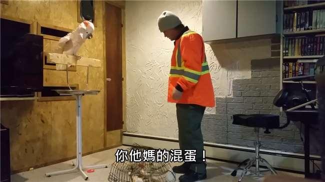 主人故意踩坏鸟笼鹦鹉气得大骂,鸟笼被主人踩烂鹦鹉说话爆脏话