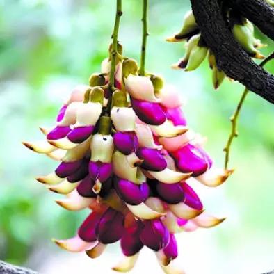 明珠楼白云山风景,白云山明珠楼