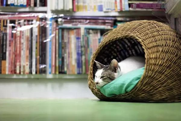 物道丨这家书店，养了33年的猫