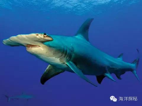 鲨鱼一直游泳会沉入海底吗,海洋生物漫谈内容