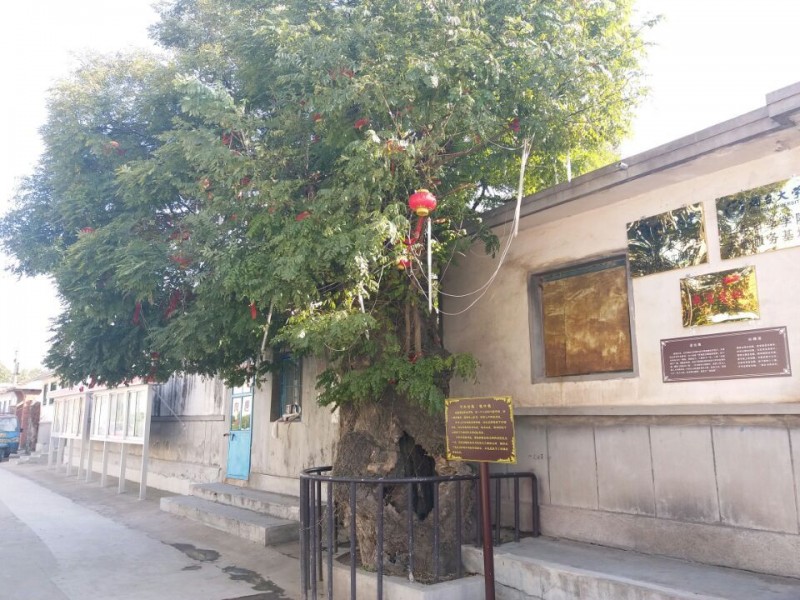 古逸黄县馨香龙口