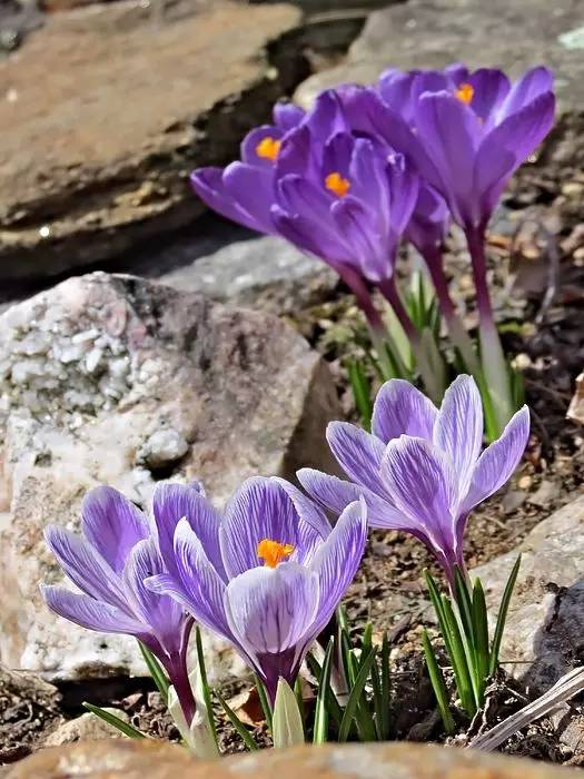 罕见的花红色,正宗藏红花西藏的藏红花