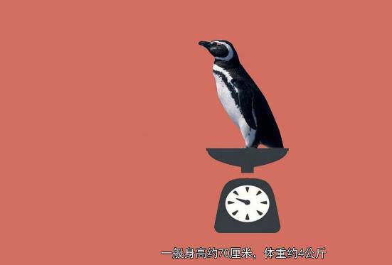 重庆欢乐海底世界儿童节门票,重庆欢乐海底世界海洋馆价格