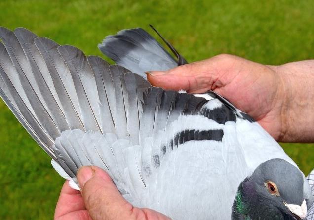 比利时赛鸽比赛视频,比利时赛鸽中长距离有哪些赛事
