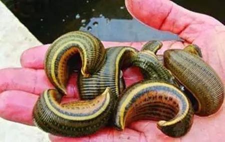 三款令人不可思议的美食,这些神奇的美食让你更惊艳