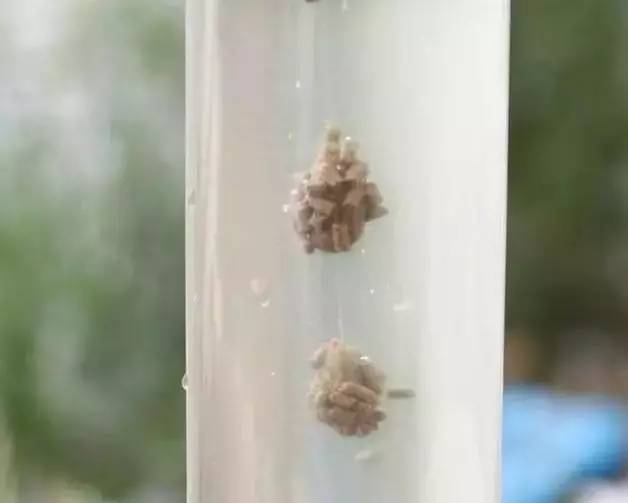 钓罗非粘麻团,麻团钓鲤鱼