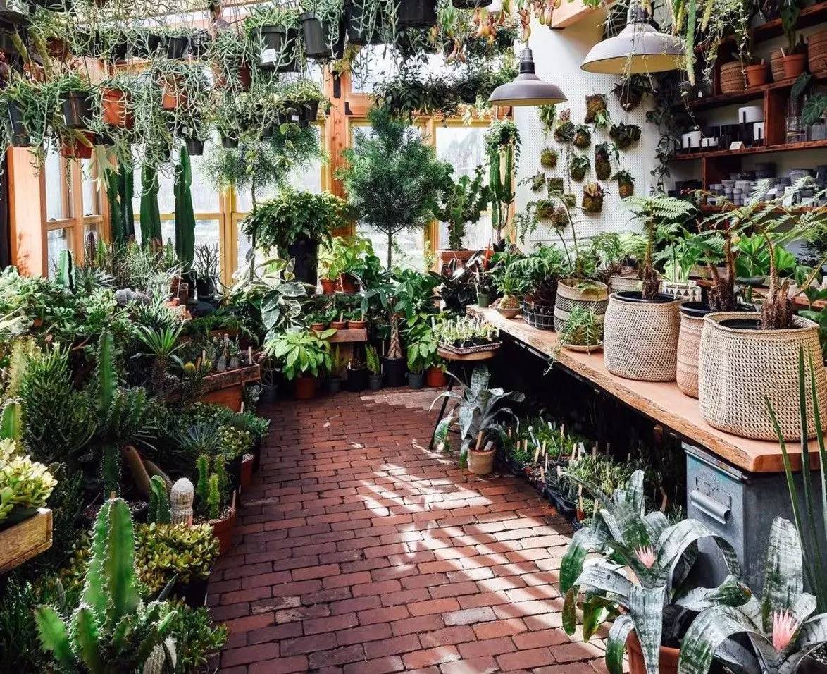 卖的最好的植物店,植物店能买到哪些植物
