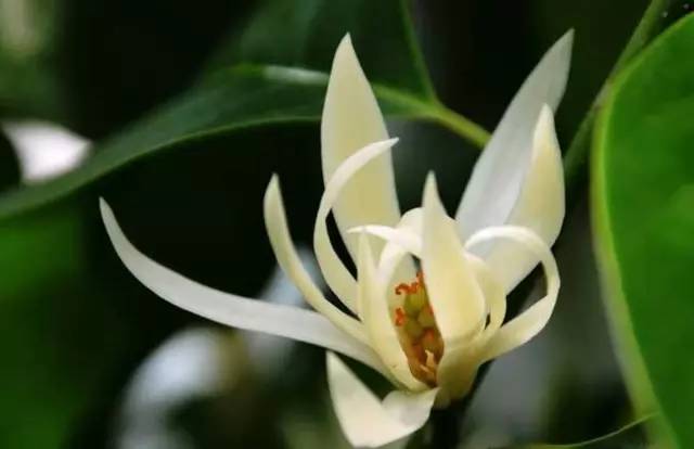 适合室内种植又有香味的植物,四季开花而且花香好养的植物