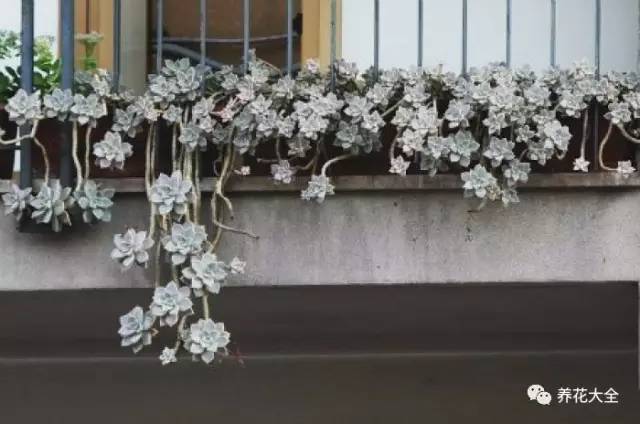 农村瓦房顶上常见多肉 (房顶上都是多肉视频)