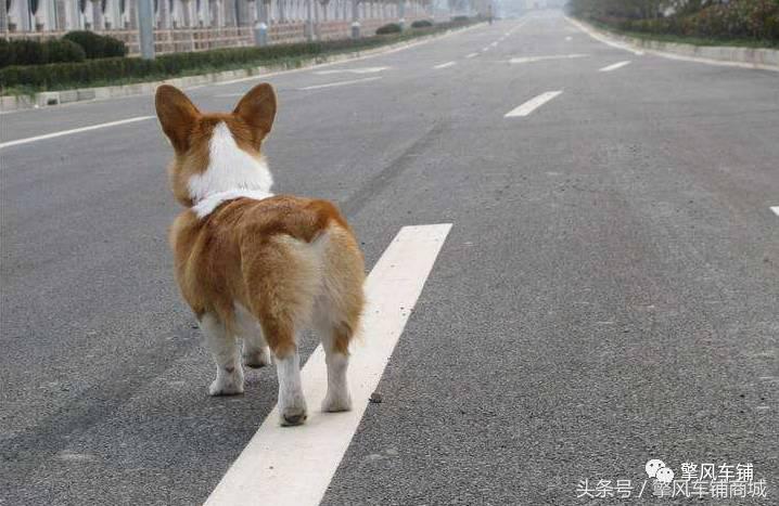 宠物狗被小车撞怎么理赔,开车撞了宠物狗怎么办如何理赔