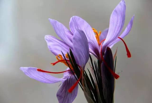 罕见的花红色,正宗藏红花西藏的藏红花