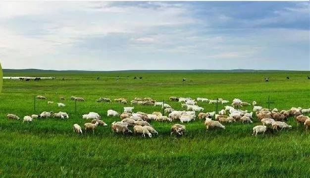 单手撕烤全羊,徒手吃烤全羊完整视频