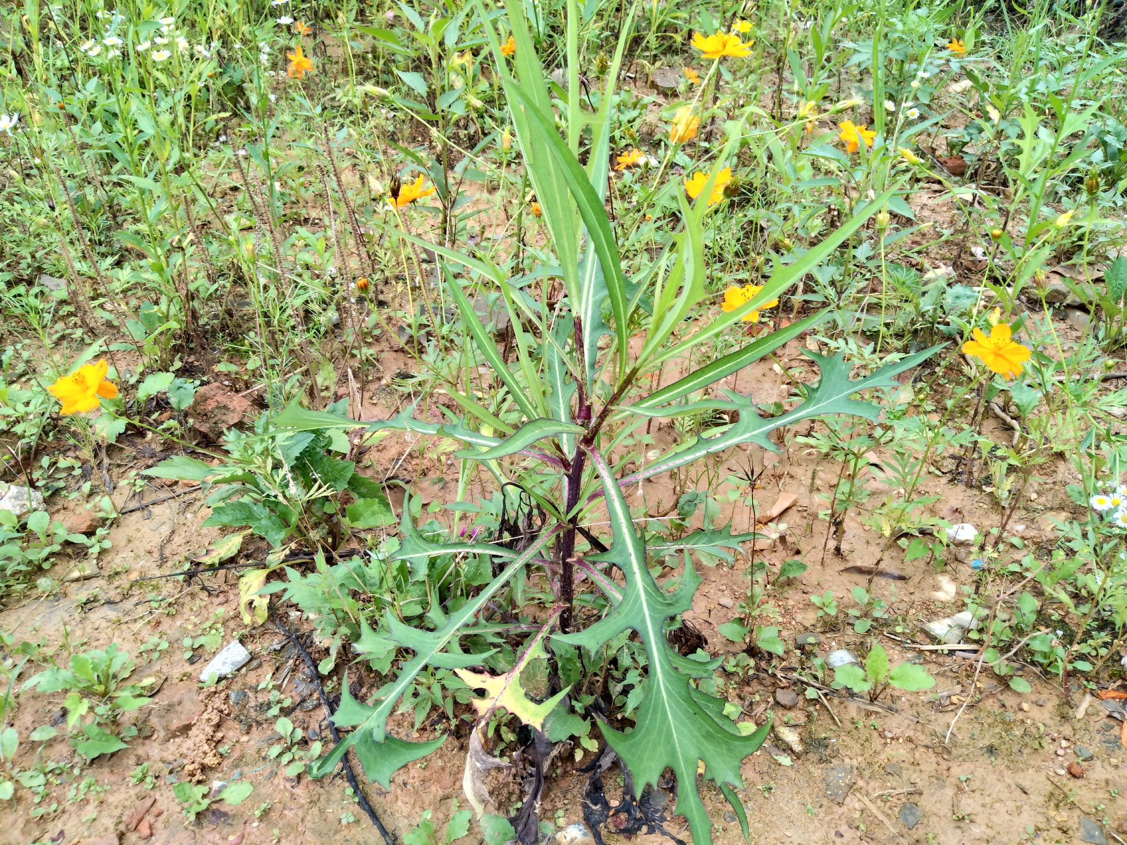 vivox9手机拍照效果图,拍照最好的手机vivox90系列