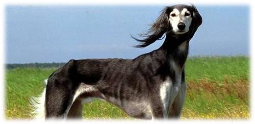 藏獒5000万世界上最贵的宠物吗,为什么世界第一贵狗不是藏獒