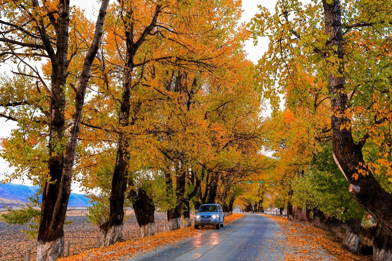 摄影家的天堂新都桥,摄影天堂新都桥攻略