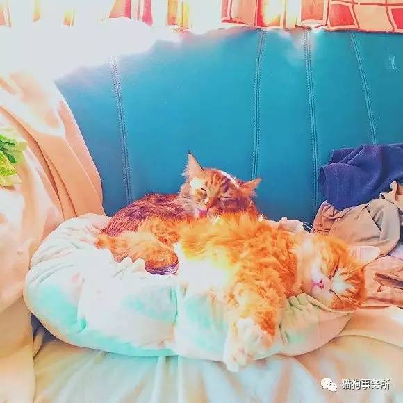 为什么猫可以让一个人的心情变好,猫能使人成熟的从来不是岁月