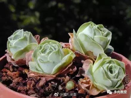 多肉的奇特之处,养的多肉长了蘑菇