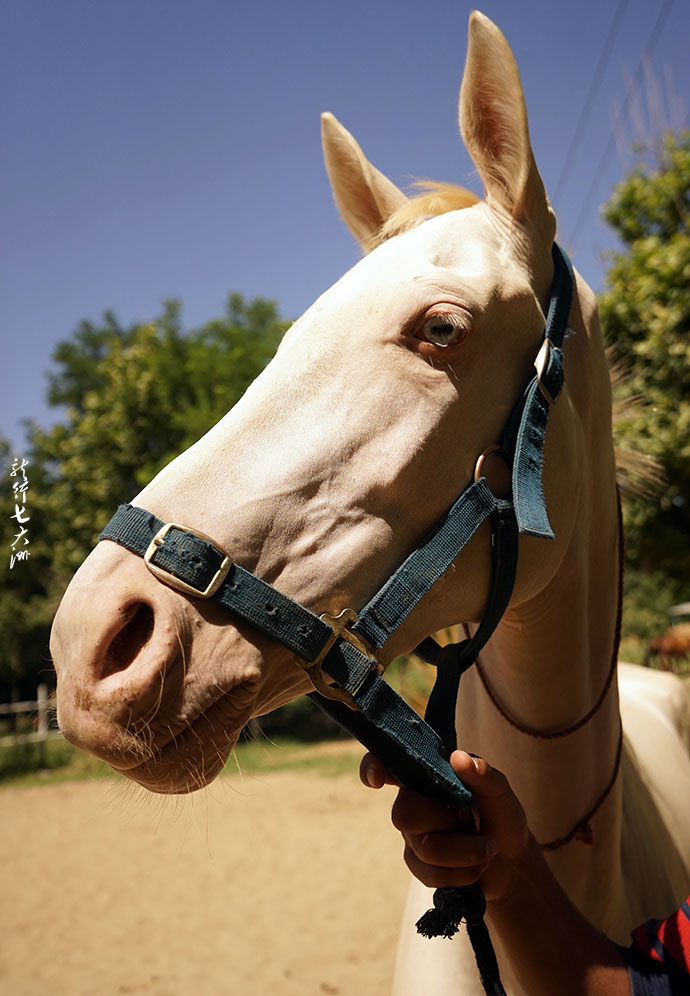 土库曼斯坦血统最纯的汗血宝马,土库曼斯坦最顶级汗血宝马