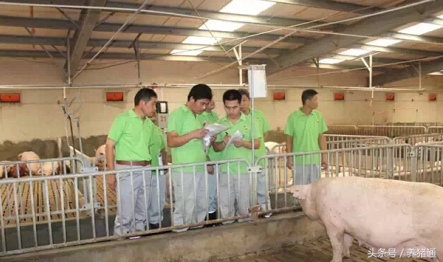 猪场塑料漏粪地板安装视频教学,猪舍漏粪地板哪种好