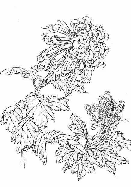 菊花白描工笔画图片大全,国画菊花鸟类白描教学视频