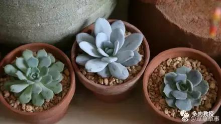 多肉的奇特之处,养的多肉长了蘑菇