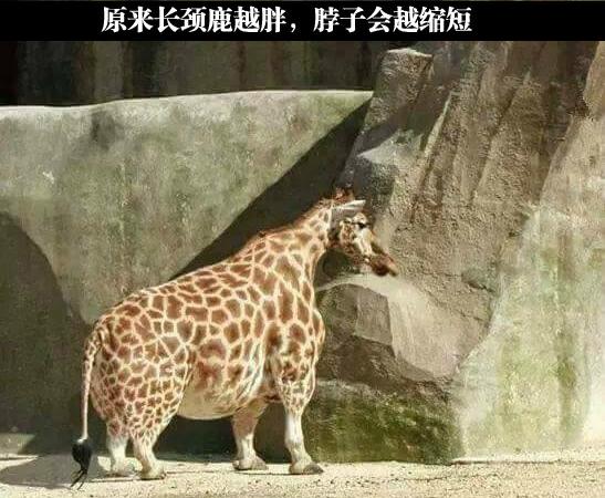 不要碧池公主了，兄弟情才是真爱