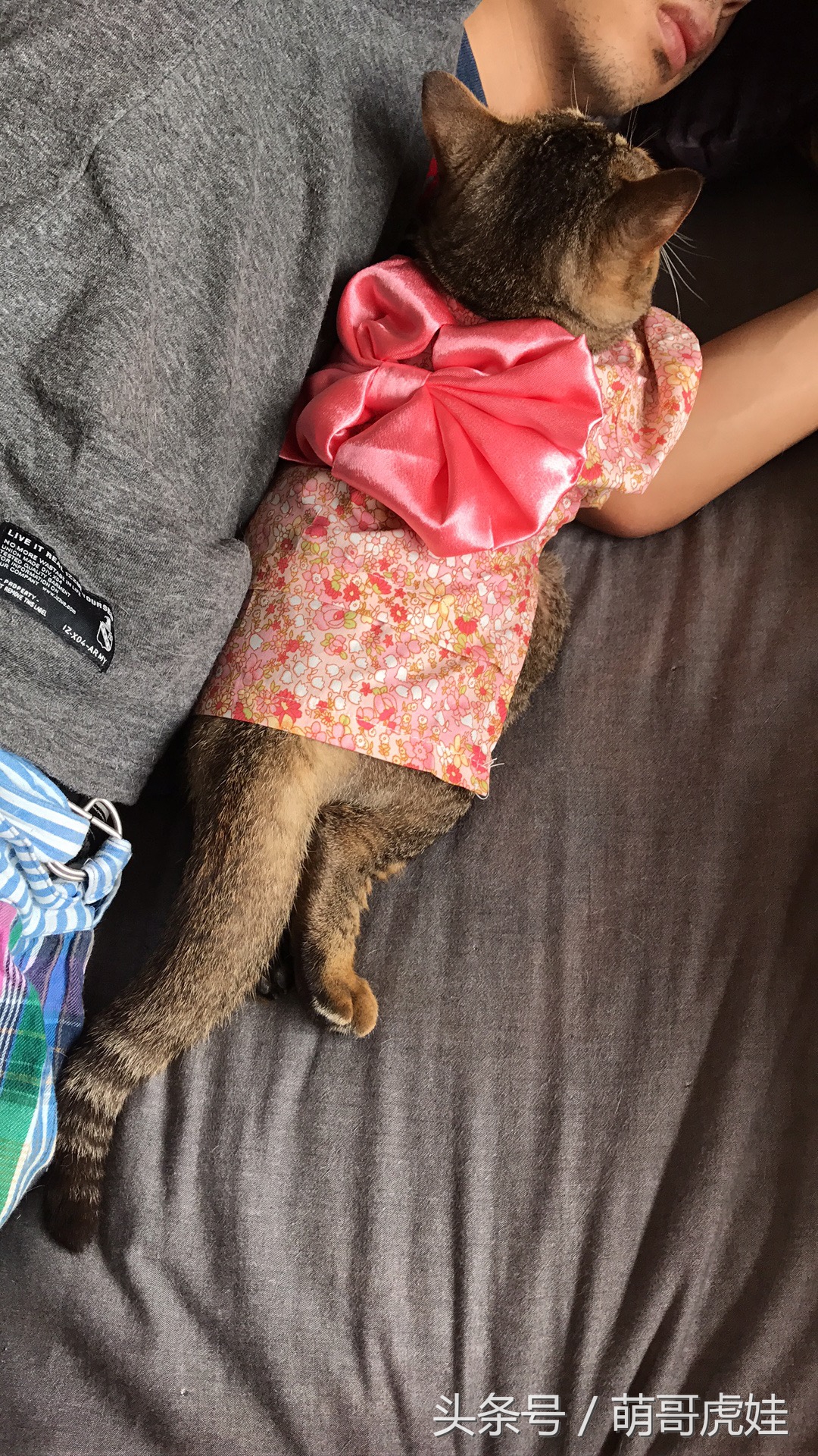 胖乎乎的喵星人妹子，穿上小衣服怎么拍都美美哒，铲屎的边拍照边被萌得满脸血啊