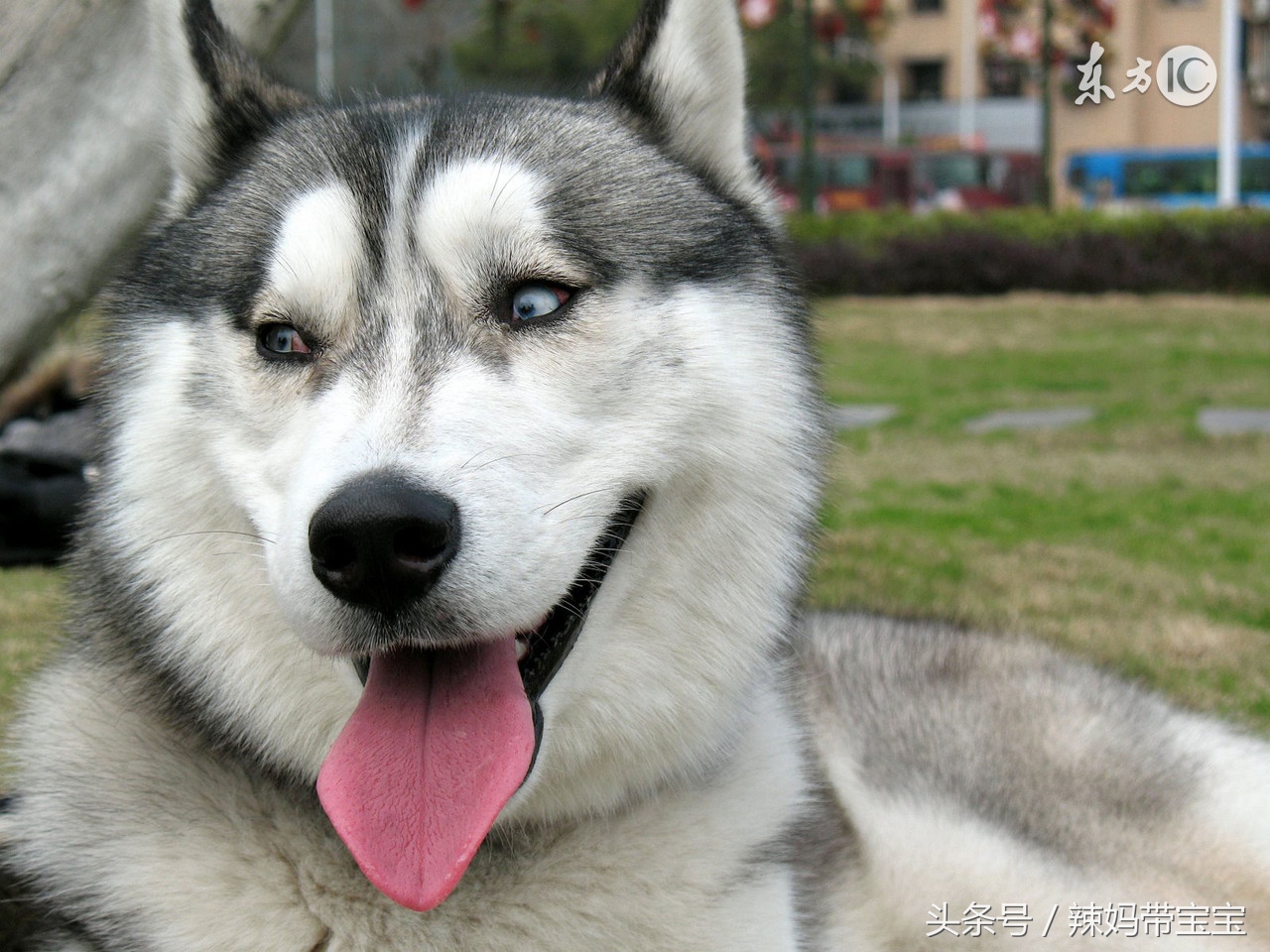 原来哈士奇除了在铲屎官们眼里是傻哈外，还有这一面