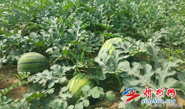 忻州市政协座谈会,忻州市政协调研